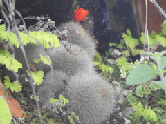 Aylostera fiebrigii