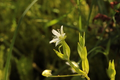 Stellaria crassifolia