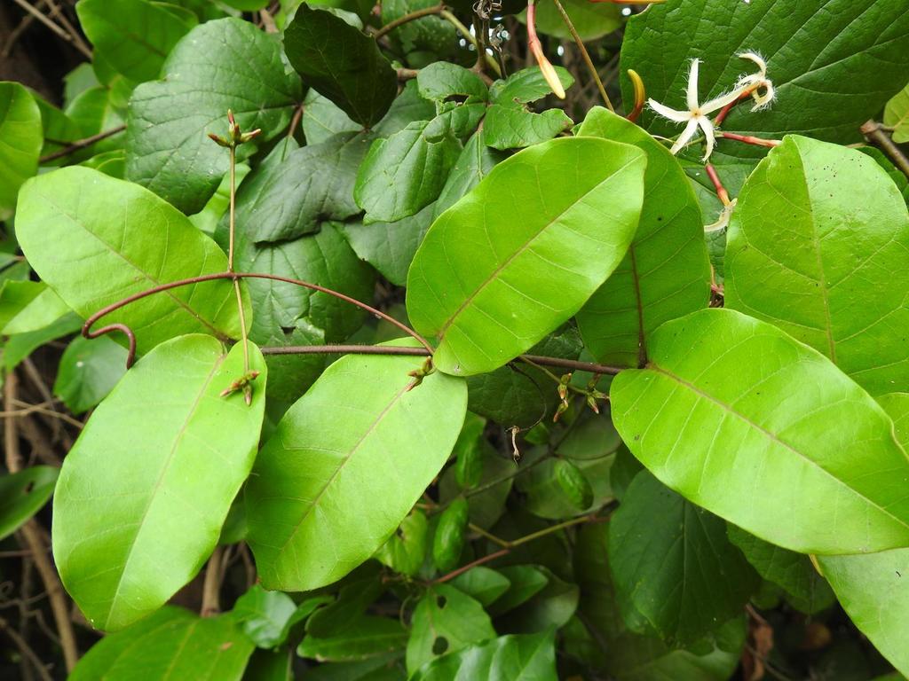 Dictyophleba