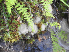 Aylostera fiebrigii