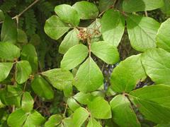 Rhoicissus tridentata