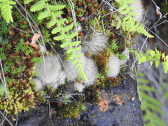 Aylostera fiebrigii