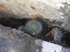 Aylostera fiebrigii
