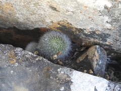 Aylostera fiebrigii