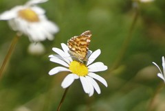 Chrysolarentia polycarpa