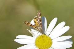 Chrysolarentia polycarpa