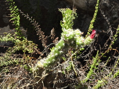 Austrocylindropuntia