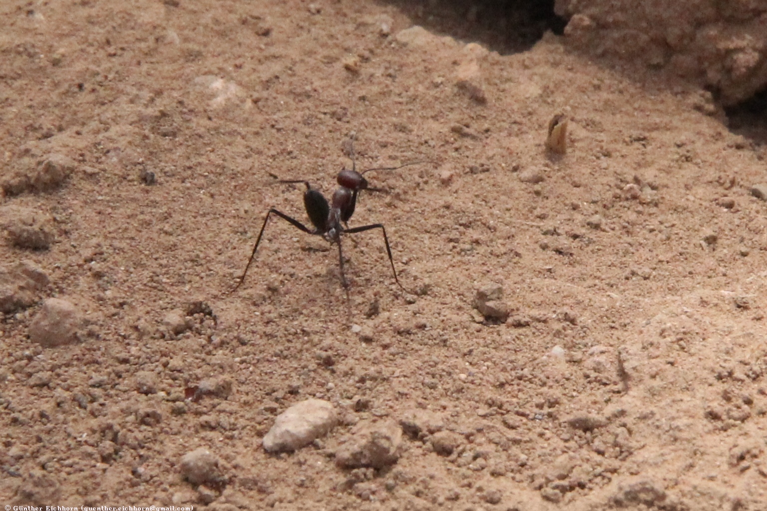 Cataglyphis bicolor