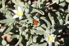 Coccinella algerica