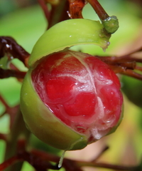 Alpinia caerulea