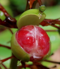 Alpinia caerulea