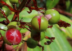 Alpinia caerulea