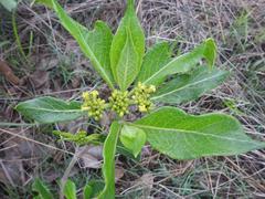 Psychotria eminiana
