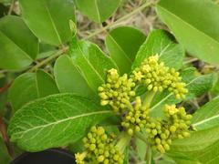 Psychotria eminiana