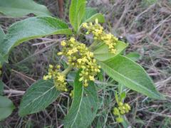 Psychotria eminiana