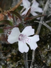 Hemiandra pungens