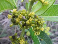 Psychotria eminiana