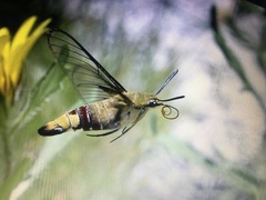 Cephonodes hylas virescens