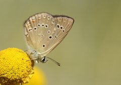 Polyommatus admetus