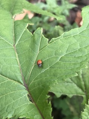 Cycloneda emarginata