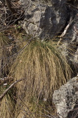 Festuca alpestris