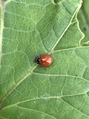Cycloneda emarginata