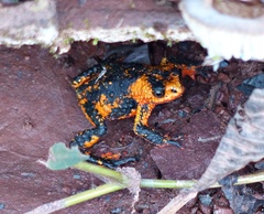 Melanophryniscus rubriventris