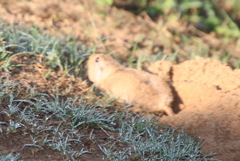 Ctenomys
