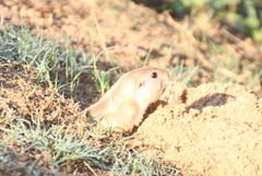 Ctenomys
