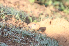Ctenomys