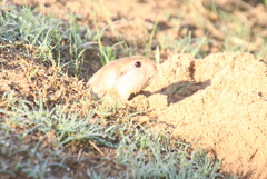 Ctenomys
