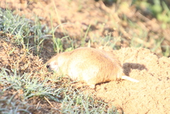 Ctenomys