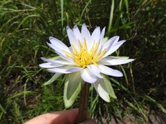 Nymphaea nouchali caerulea