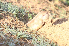 Ctenomys