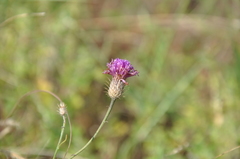 Parapolydora fastigiata