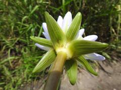 Nymphaea nouchali caerulea