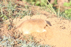 Ctenomys