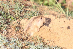 Ctenomys