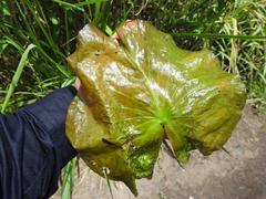 Nymphaea nouchali caerulea