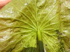 Nymphaea nouchali caerulea