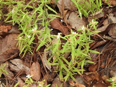 Spermacoce suaveolens