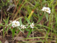 Spermacoce suaveolens