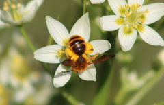 Euandrena