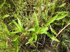 Crassocephalum picridifolium