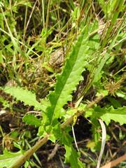Crassocephalum picridifolium