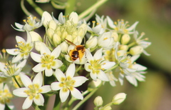 Euandrena