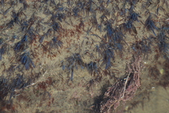Chondria acrorhizophora