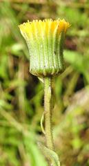 Crassocephalum picridifolium