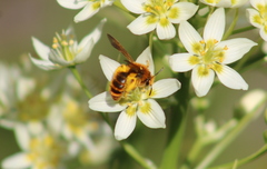 Euandrena
