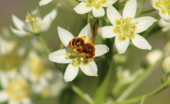 Euandrena